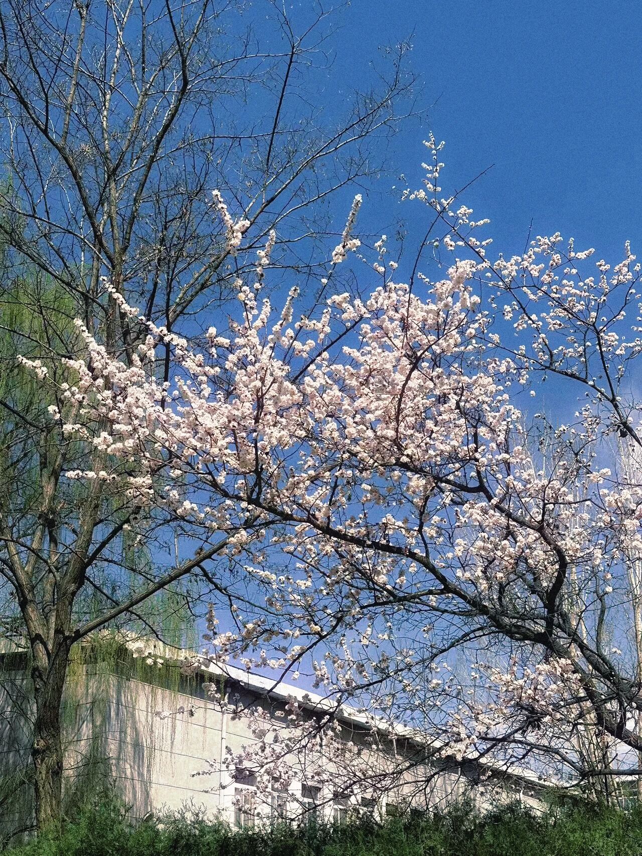 C9A00